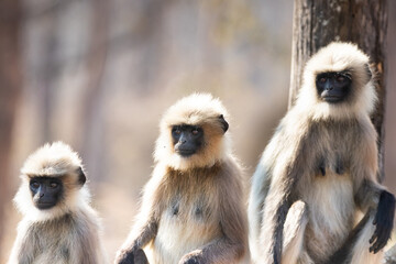 Gray langur monkeys in Kabini wildlife sanctuary