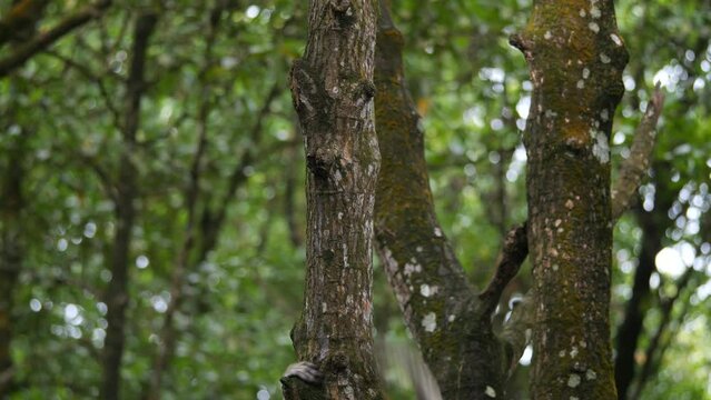 Female proboscis monkey in the wild, sitting on tree, moving at mangrove forest and looking around at Tarakan, Indonesia. Proboscis monkey foraging at mangrove forest. Wild nature stock footage.