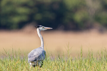 Grey heron