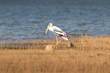 Painted stork