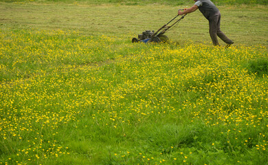 unrecognizable person of Man mowing dandelions on his backyard garden plot with a gasoline lawn mower. Lawn care, spring work in the garden. wild yellow flowers.