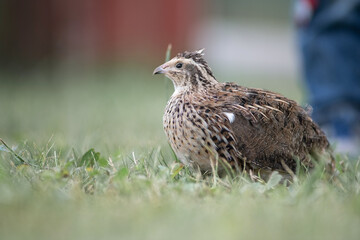 Portrait of a beautiful domestic quail on the grass.