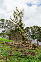 New Leaves and Branches On Old Tree