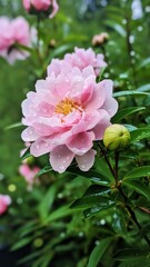 Obraz premium Generative AI : Water can watering a beautiful pink flowers with a green unfocused background