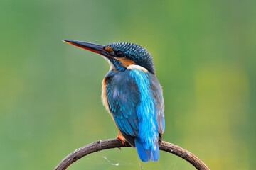 Common Kingfisher