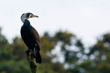 Great cormorant