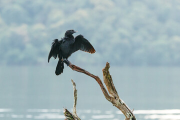 Pygmy cormorant