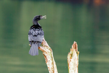 Pygmy cormorant