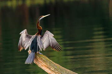 African darter