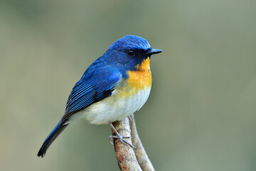 Tickell's Blue Flycatcher