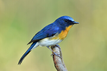 Tickell's Blue Flycatcher