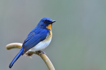 Tickell's Blue Flycatcher