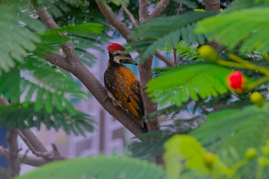 Lesser-flameback woodpecker