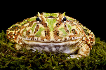 Cranwell's horned frog (Ceratophrys cranwelli)
