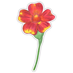 Red Marigold Sticker Isolated on White Background. Marigold Flower Element Drawn by Colored Pencil.