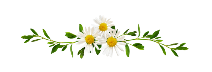 Daisy flowers and green grass in a floral line arrangement isolated on white or transparent background
