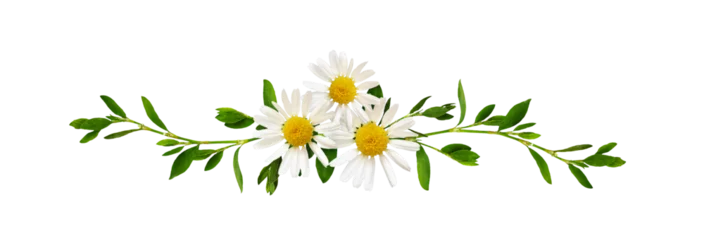 Foto op Canvas Daisy flowers and green grass in a floral line arrangement isolated on white or transparent background © Ortis