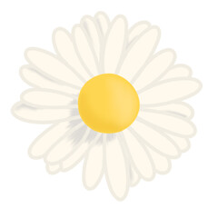 Daisy