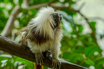 white tailed macaque