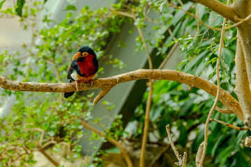 a bird with a black head and a yellow beak 