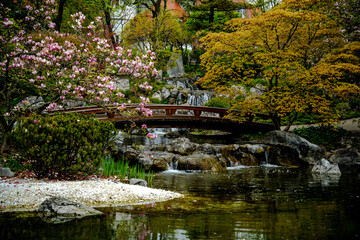 Fototapeta na wymiar spring in the park, japanese garden 