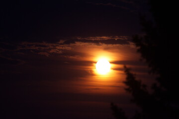 Full yellow moon in the night sky with branches of forest trees and clouds on a summer night