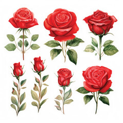Set red rose, beautiful flower on isolated white background, watercolor illustration, botanical painting