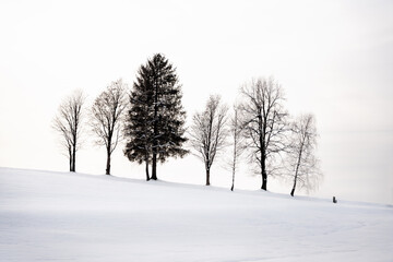 Fototapeta na wymiar Winterliche abstrakte Baumlandschaft
