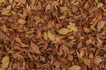 Autumn leaves on the ground background top view