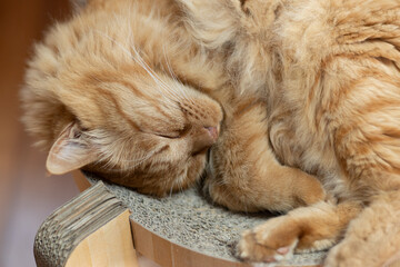 猫の寝顔　茶トラ猫