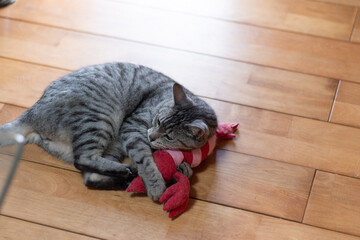ぬいぐるみで遊ぶ猫　サバトラ猫