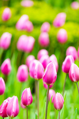 Pink tulip flowers blooming in a tulip meadow. Selective focus