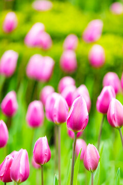 Pink tulip flowers blooming in a tulip meadow. Selective focus © Sasha