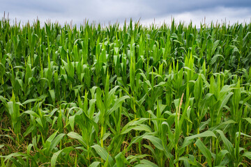 Fototapeta premium Close-up of a corn plantation with very overgrown plants and intense green color.