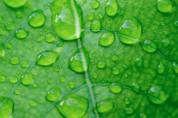 Close-up of green leaf texture with water drops