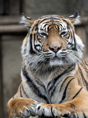 Fototapeta na wymiar An adult female Sumatran Tiger, Panthera tigris sumatrae, lies on a trunk and observes the surroundings.