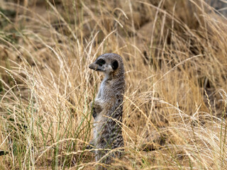 Meerkat, Suricata suricatta, peeks out of tall dry grass