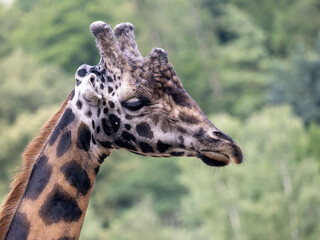 Portrait of an adult male Baringo Giraffe, Giraffa camelopardalis Rothschildi