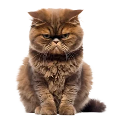 Deurstickers sad looking cat on isolated background, Generative Ai © FP Creative Stock