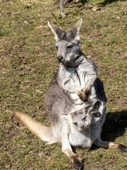 Naklejka premium Female Common wallaroo, Macropus r. robustus, with young in pouch