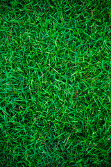 Green grass nature background empty grass texture