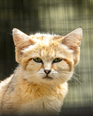 portrait of a cat with a eyes