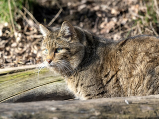 European wild cat, Felis s. silvestris lies on a trunk and observes the surroundings