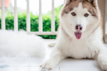 Husky dog with big pile fur and dog comb after grooming. Brush for dog hair. Slicker brush