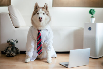 Husky dog wearing shirt and tie with laptop