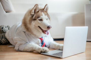 Husky dog wearing shirt and tie works at the computer laptop