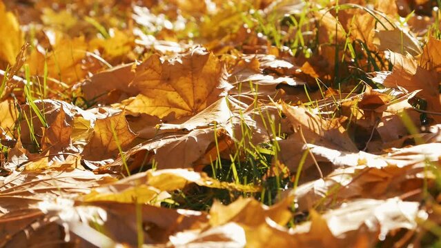 Yellow maple leaves lying on the grass on a sunny day