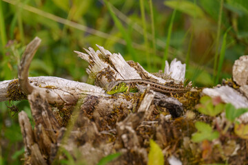 Das Salzkammergut in Österreich