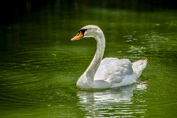 White swan on the city garden pond.