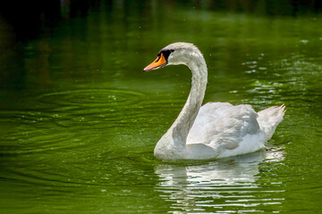 White swan on the city garden pond.